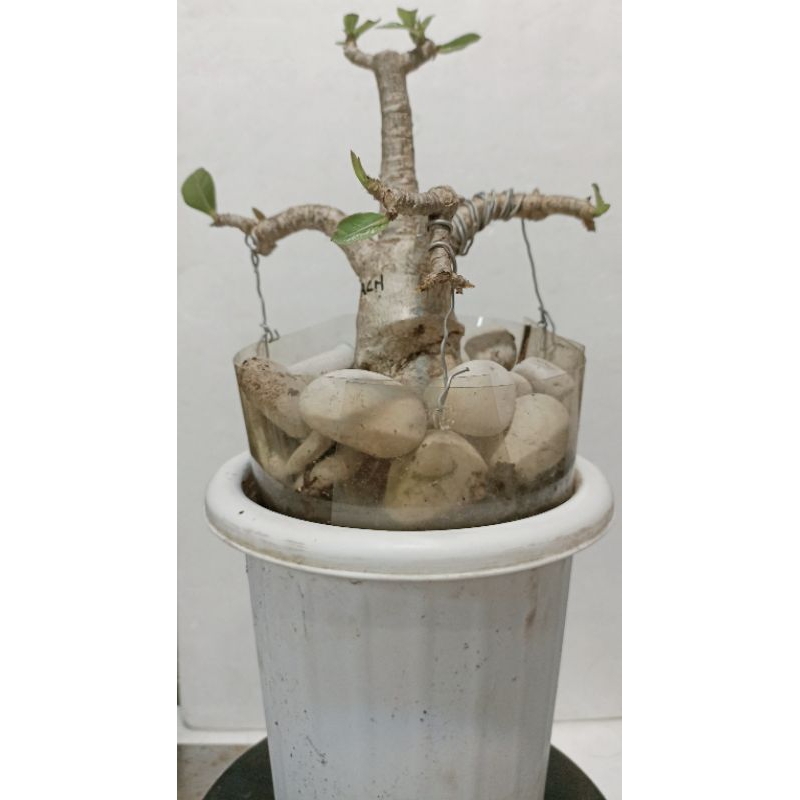 Adenium Karakter RCN