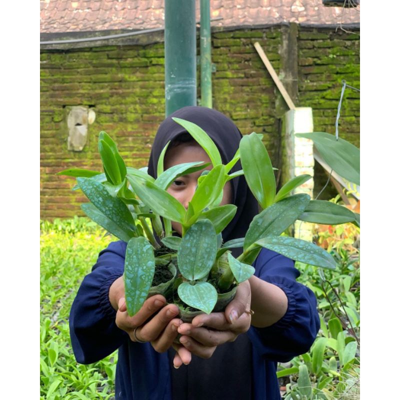 Seedling anggrek dendrobium keriting / anggrek dendrobium bibit murah / terbaru bibit anggrek keriti