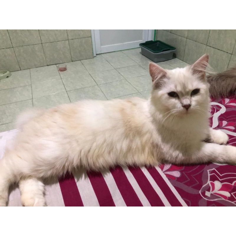Adopsi Kucing Persia Betina 500rb Mata Biru
