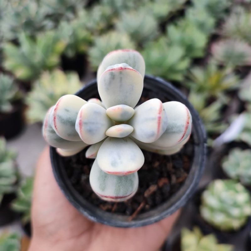 Cotyledon Orbiculata Variegated | DP