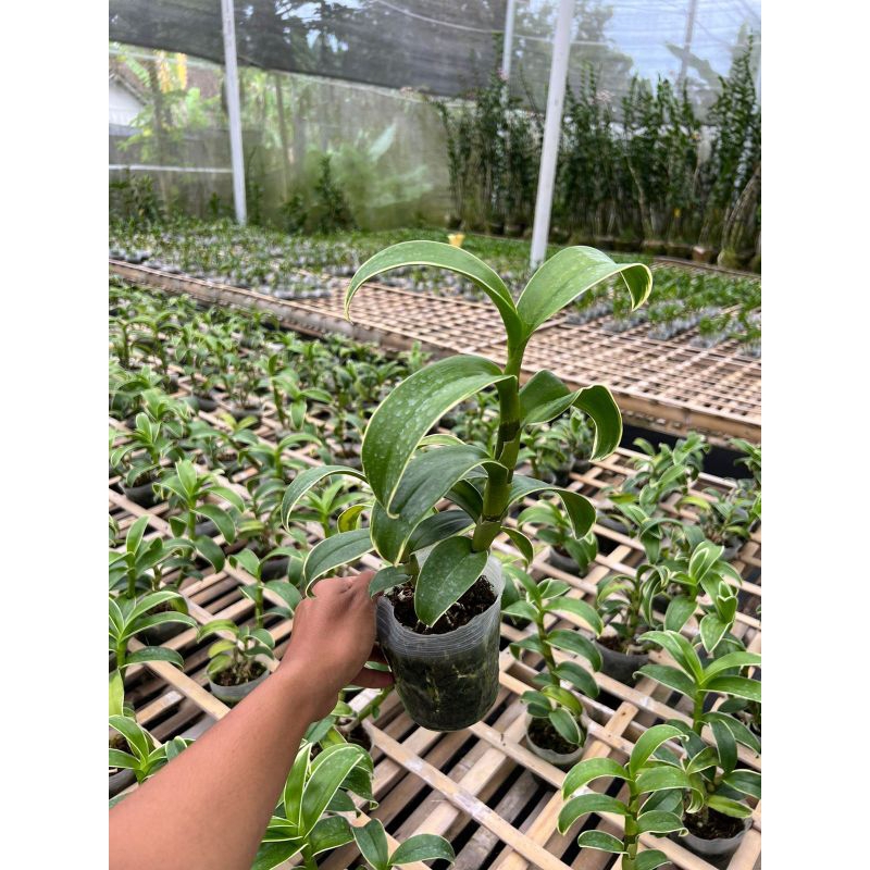 Tanaman anggrek Dendrobium Variegata