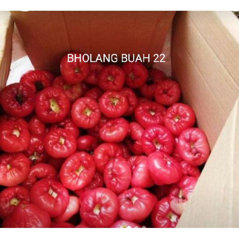 

Jambu air isi 1kg