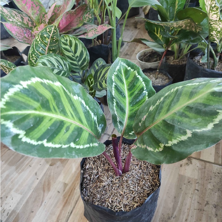 Tanaman Hias calathea Linden /Linden/Calathea/Calathea Linden