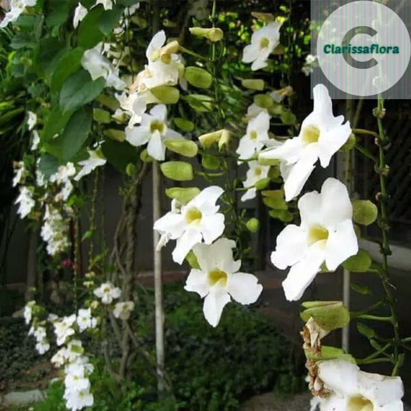 Pohon thumbergia bunga putih / tanaman hias bunga tumbergia cantik / pohon tumbergia