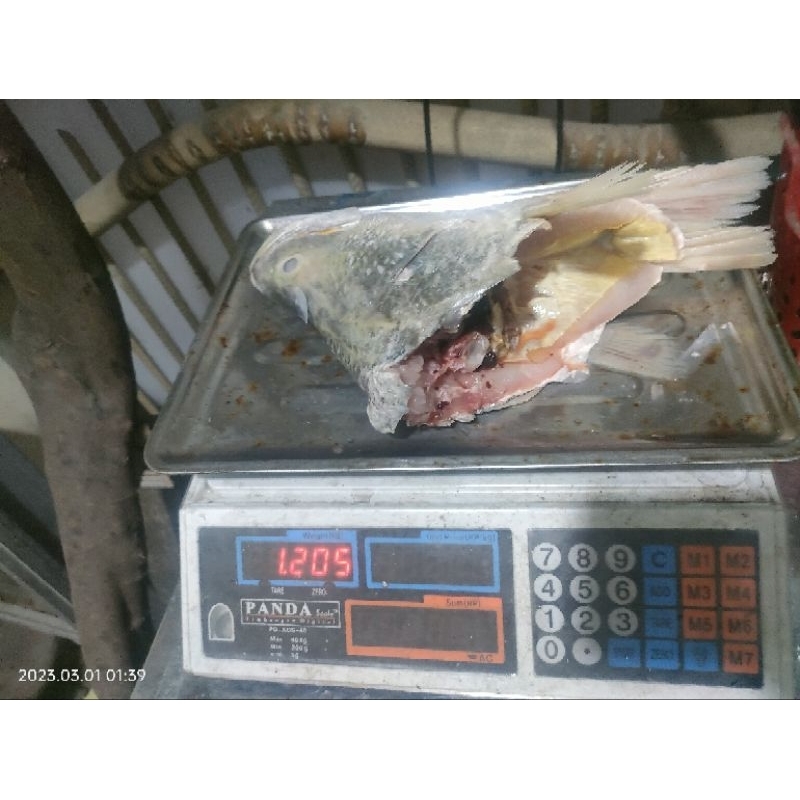 

KEPALA KAKAP PUTIH UTUH FRESH 1,2KG PER KEPALA
