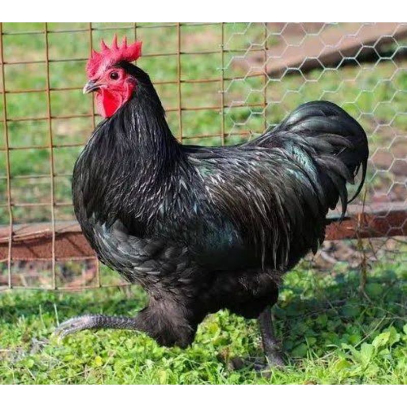 telur ayam hias australorp untuk di tetaskan