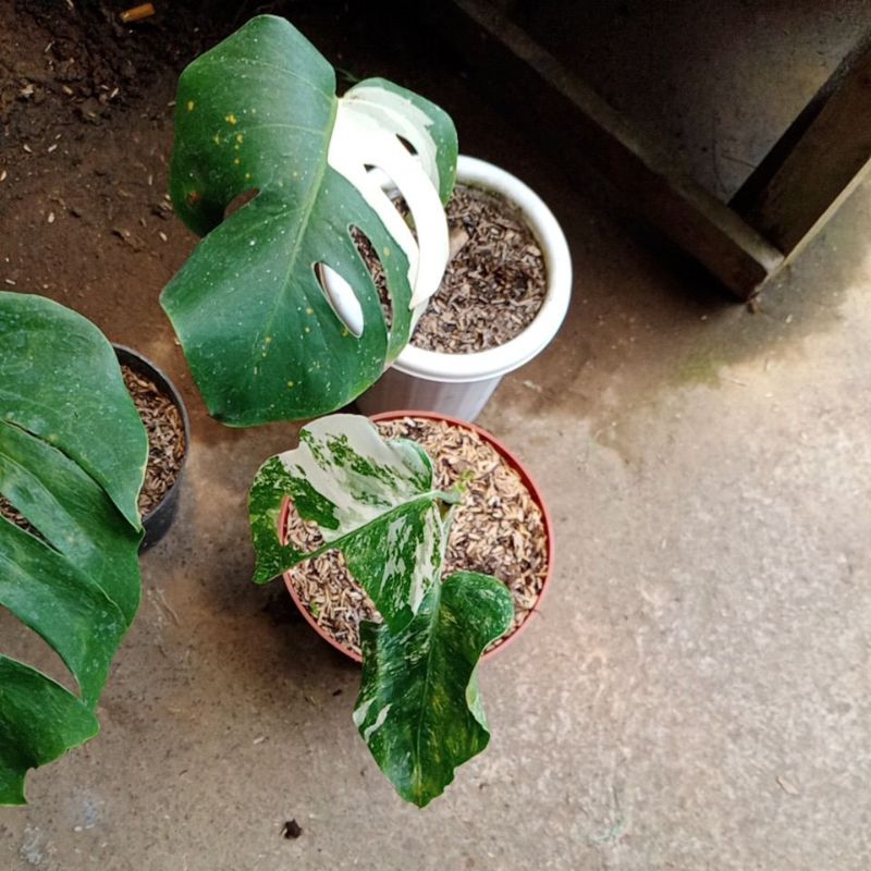 ph montera king 2 monvar