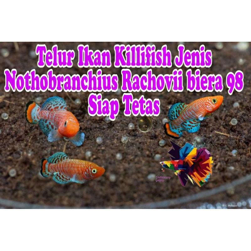 Telur Killifish Rachovii beira 98 siap tetas