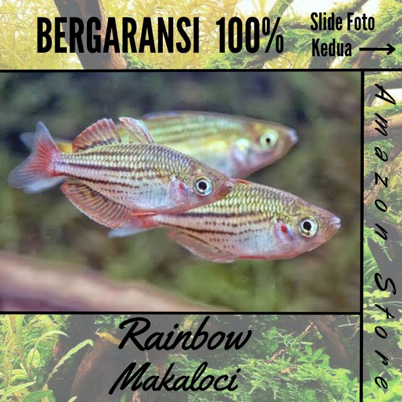 Ikan Rainbow Makaloci