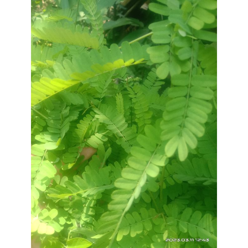 

daun saga segar 150gr