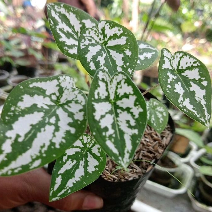 Bunga Hidup Tanaman Hias Caladium Liliput/Keladi Liliput Cantik dan Unik Murah Meriah