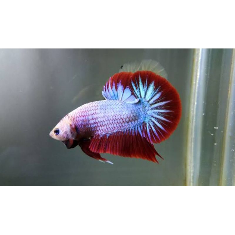 Cupang Plakat Aduan Galak Big Ear Besgel Bagan Blacking