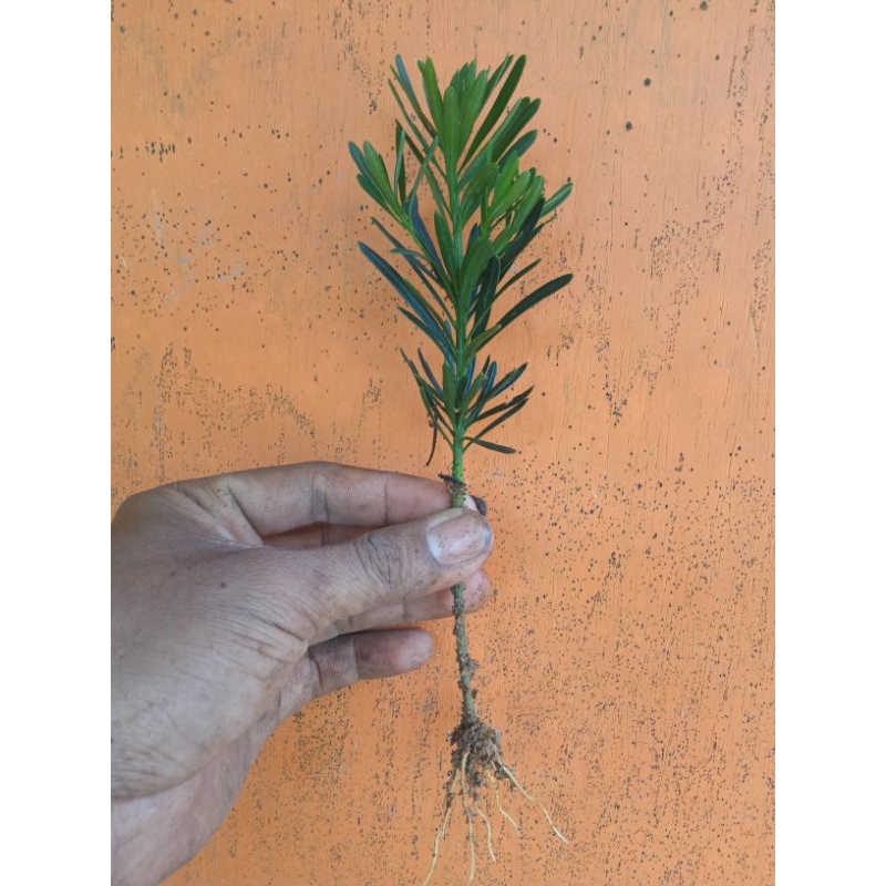 bibit lohansung daun biru mikro bahan bonsai