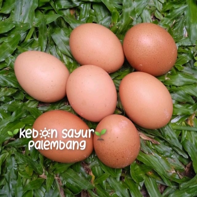 

Kebun Sayur Telur Ayam
