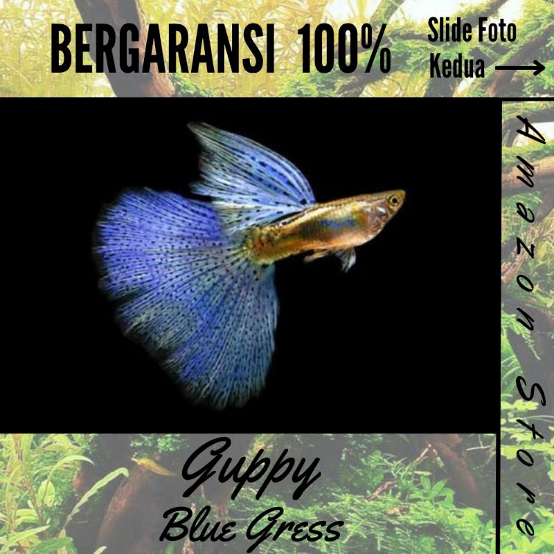 Ikan Guppy Blue Grass
