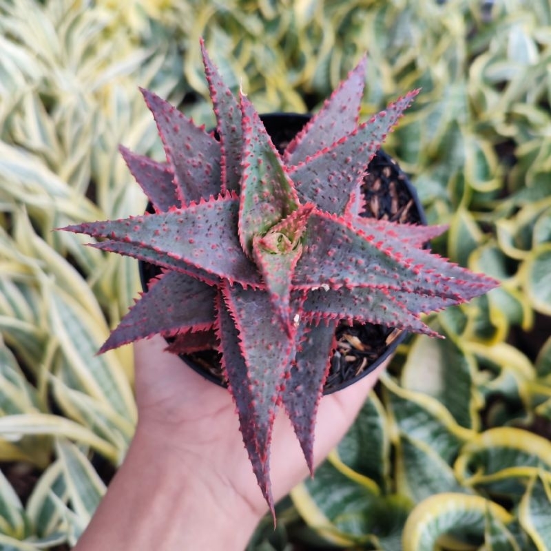 Aloe Carol | DP 10cm