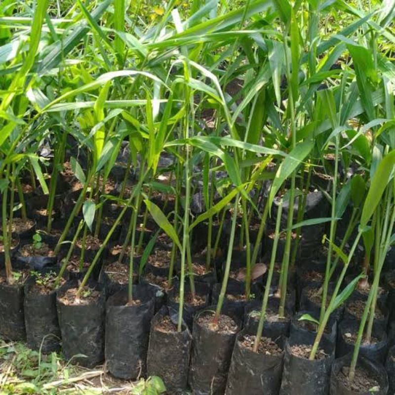 Bibit Jahe merah - jahe merah super