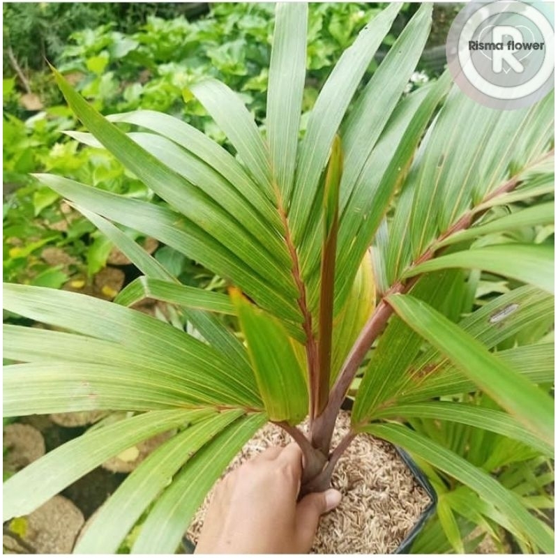 Tanaman hias pohon palem merah botol tinggi ±50-60cm  / pohon palem merah botol ukuran besar