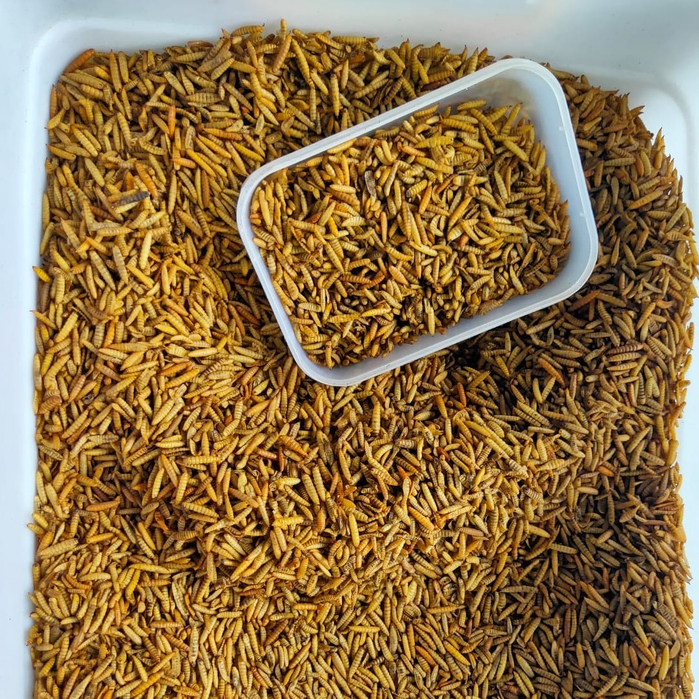 PROMO Maggot BSF Maggot Kering Pakan Makanan Ikan Koi Predator