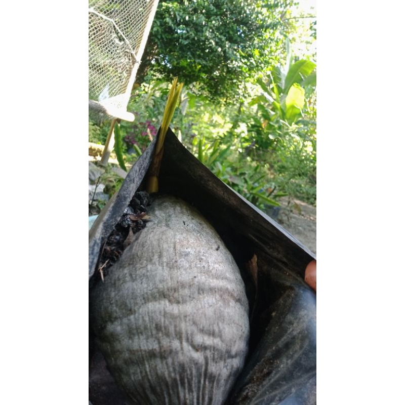 kambil Gading Kuning / Bibit kelapa gading Kuning