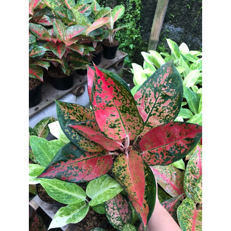 Aglaonema Kochin Red diamond