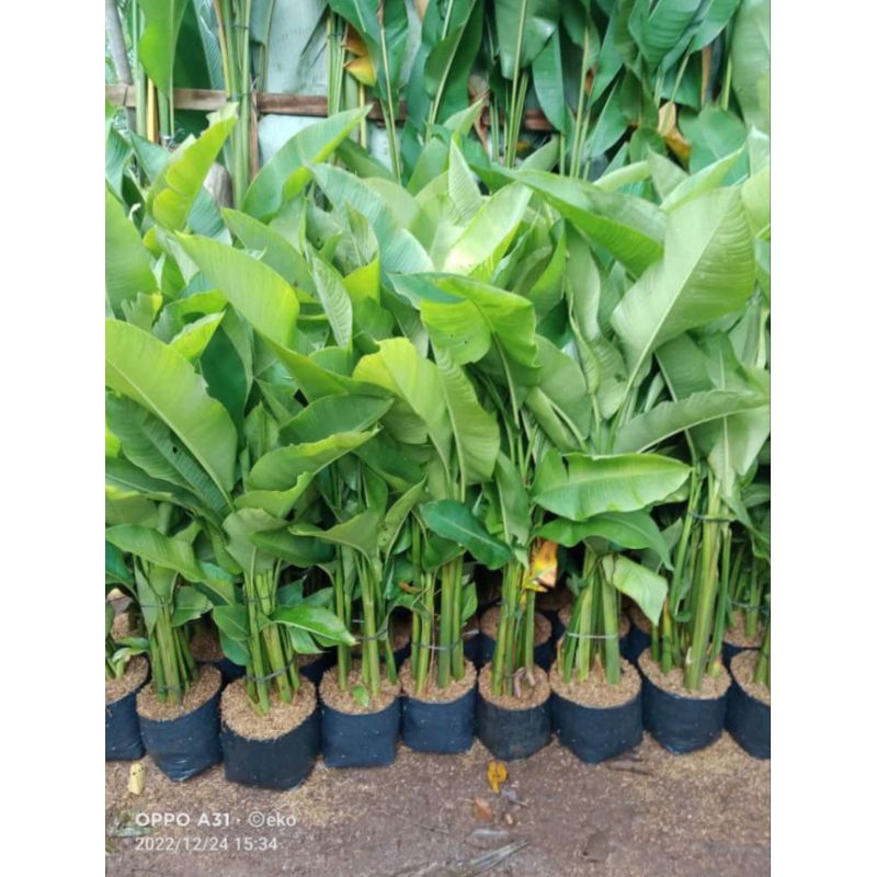 Tanaman hias pisang caribay 1 meter