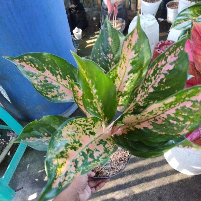 aglaonema kochin tembaga