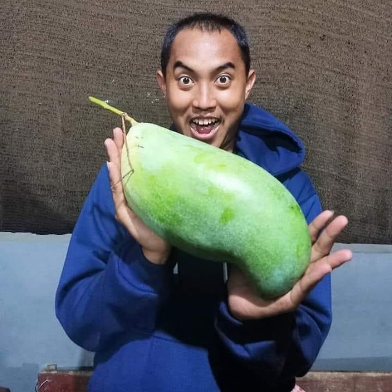 Bibit Mangga Mahatir Tinggi 1 Meter Batang Besar Cepat Berbuah