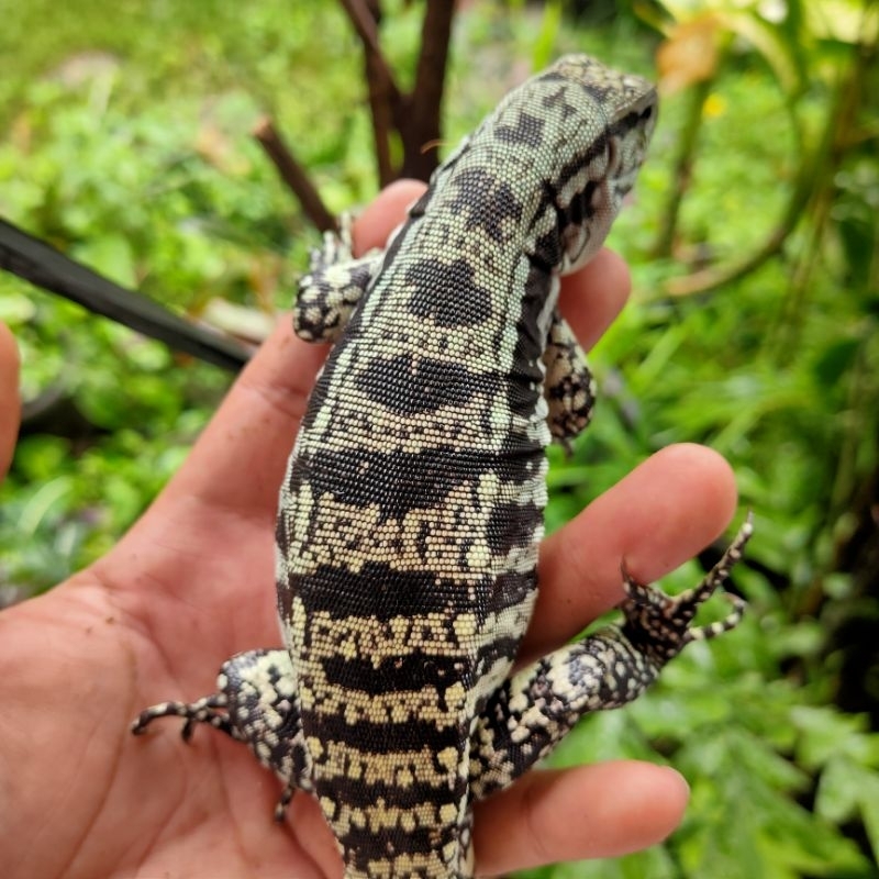 TEGU HYBRID BLUE CHACHOAN JINAK no iguana