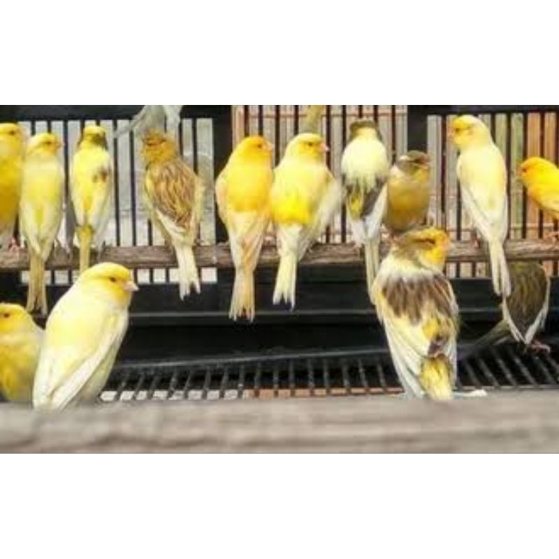 BURUNG KENARI F1 BAHAN JANTAN