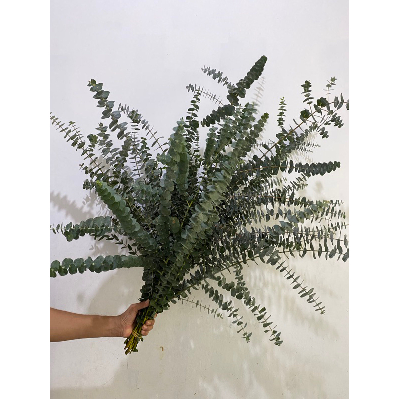 Eucalyptus babyblue - Silver dollar