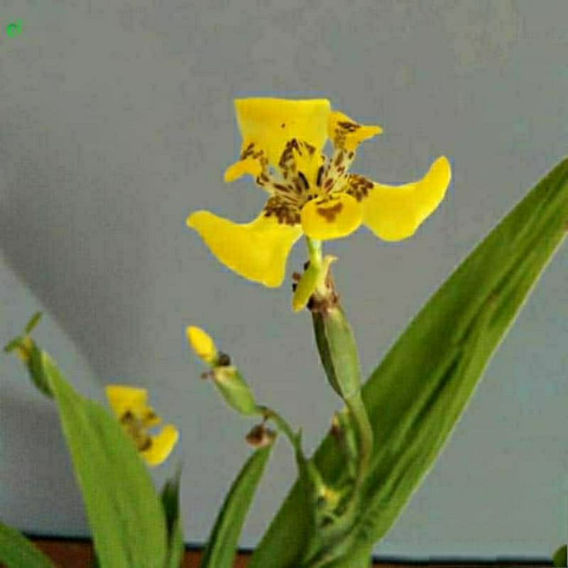Bunga Iris Airis Kuning Anggrek Tanah Irish Airish Yellow Tanaman Hias Pagar Bibit Batas