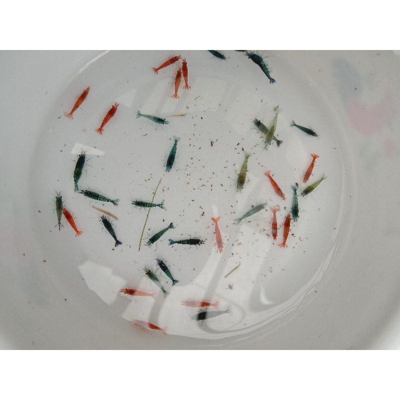 paket pelangi udang hias