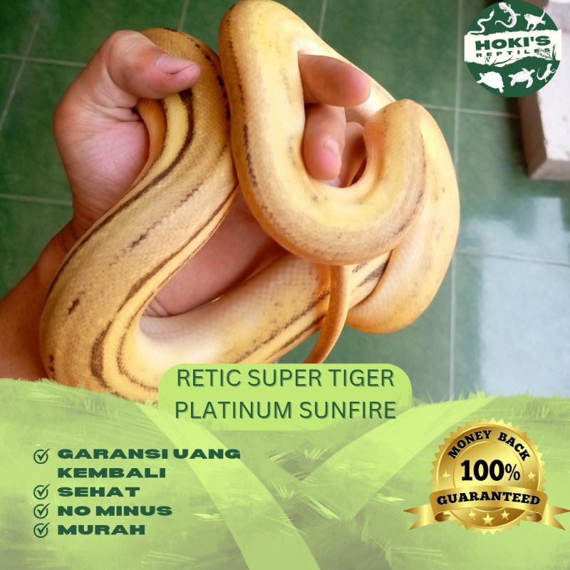 PELET RETIC SUPER TIGER PLATINUM SUNFIRE 1M RAKUS AKTIF SEHAT NO MINUS