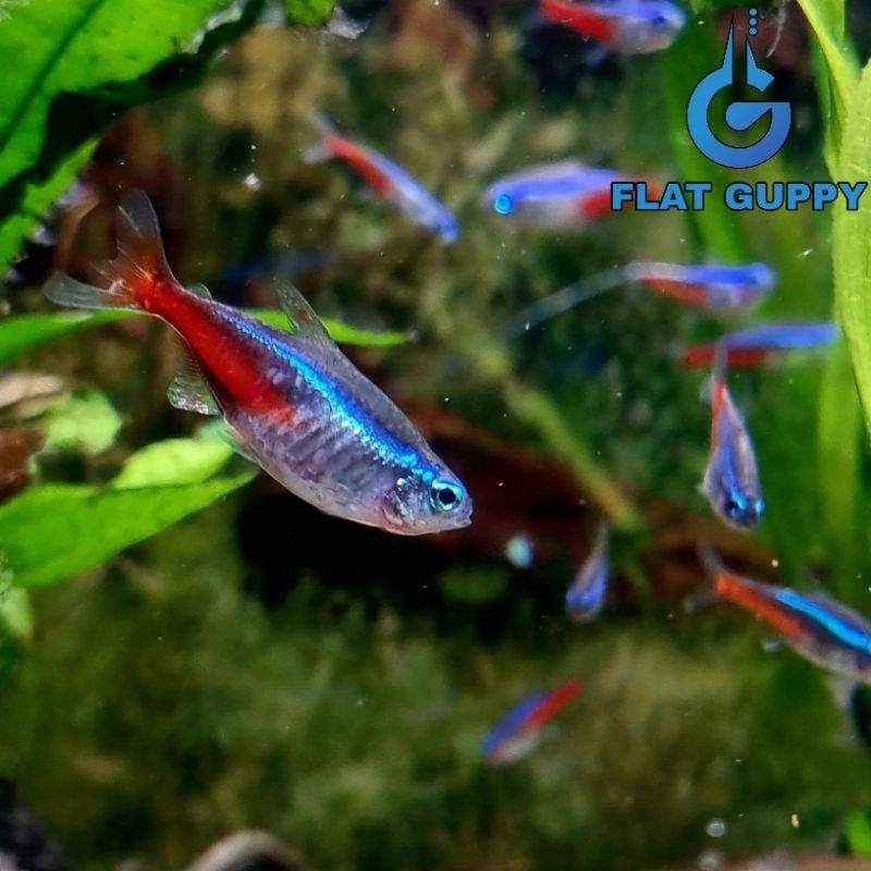 Paket Hemat Neon Tetra 10 Pcs