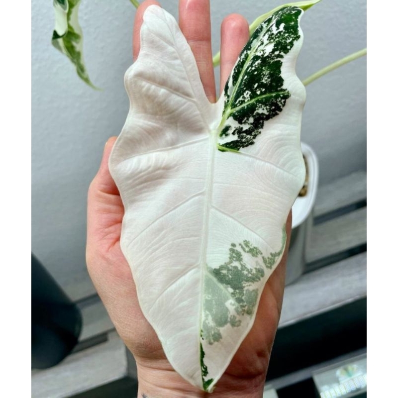 Tanaman Hias Alocasia Frydek Varigata / Monstera Varigata/ Syngonium murah/ Tanaman hias mini/ Bunga