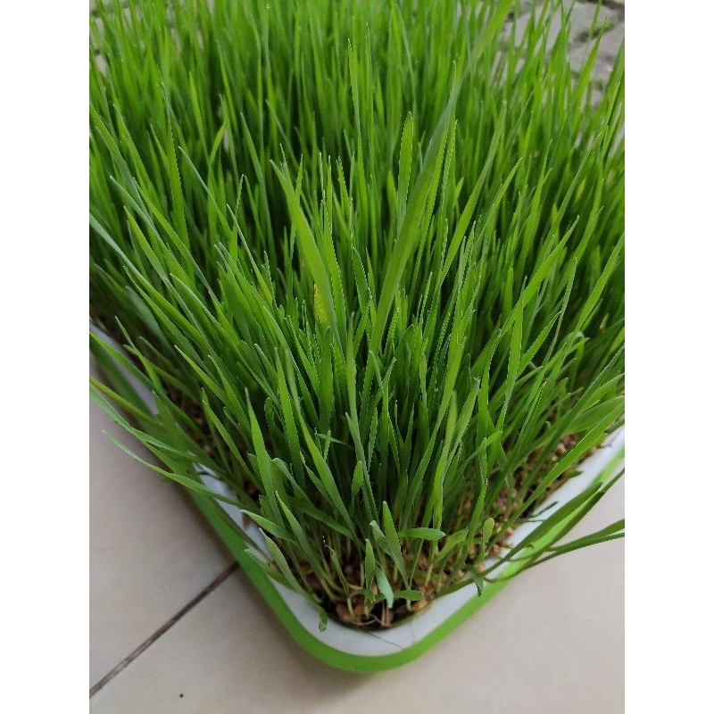 benih rumput kucing 1kg / cat grass / benih wheat grass bukan catnip / benih rumput gandum / benih wheatgrass rumput tortoise