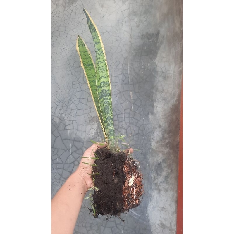 SENSIVERA / LIDAH MERTUA