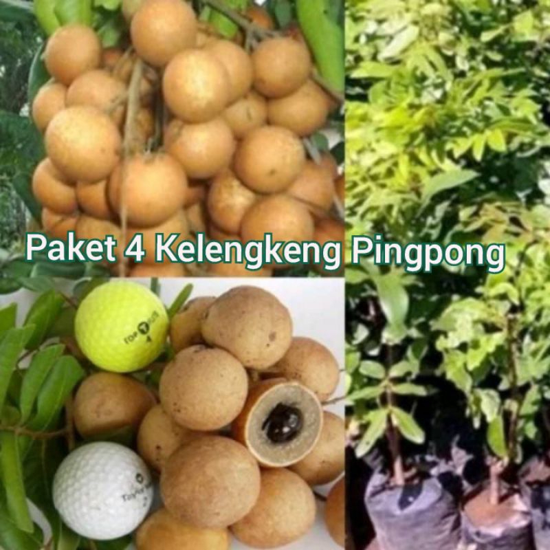 Paket 4 Bibit Kelengkeng Pingpong