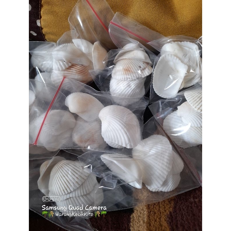 Kerang dara Besar Putih/ Tuktuk Putih