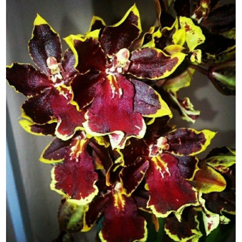 oncidium