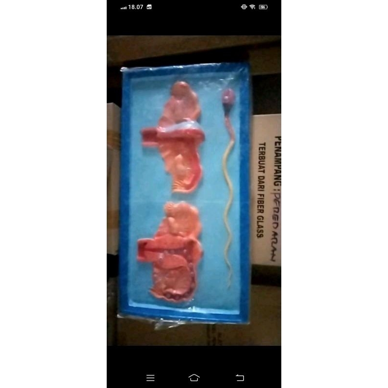 uterus model penampang uterus inding telur alat peraga pendidikan