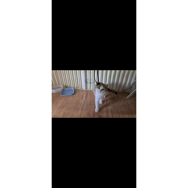 Kucing British Shorthair Non Ped Indukan