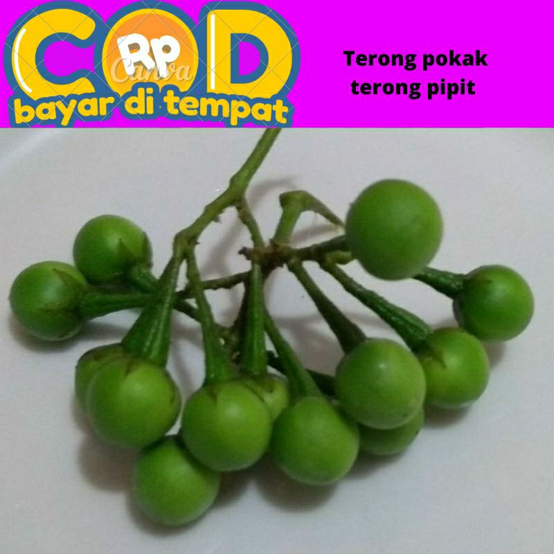 

terong cempokak/ pokak terong pipit 100 gram dipetik saat dipesan