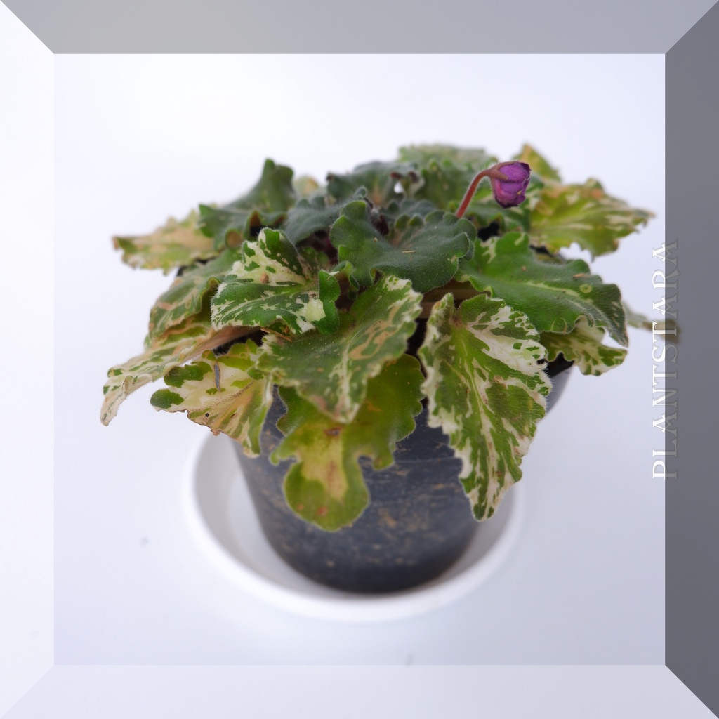 Pohon Bibit Tanaman Bunga Violces Variegata (Saintpaulia Ionantha) Bergaransi