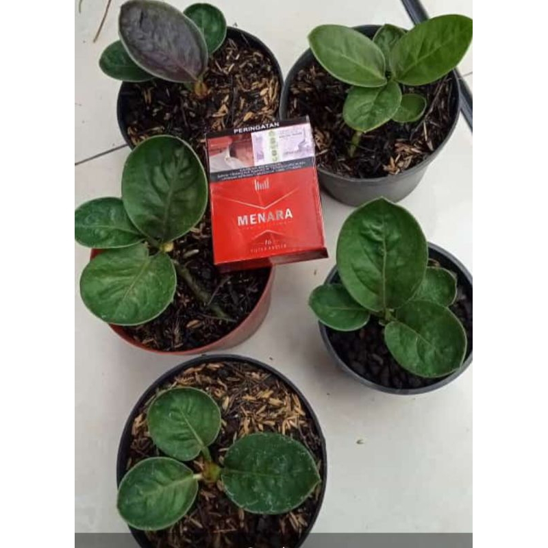 Anthurium jemani mangkok grandpa