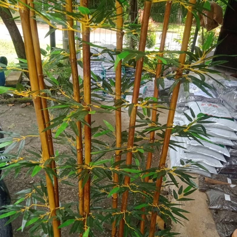 Tanaman Hias Pohon Bambu Kuning/Bambu Panda Bibit Bambu Kuning Tinggi 1 Meter Up