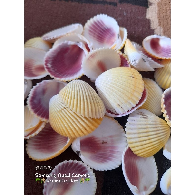 Kerang dara Besar kuning / Tuktuk Kuning