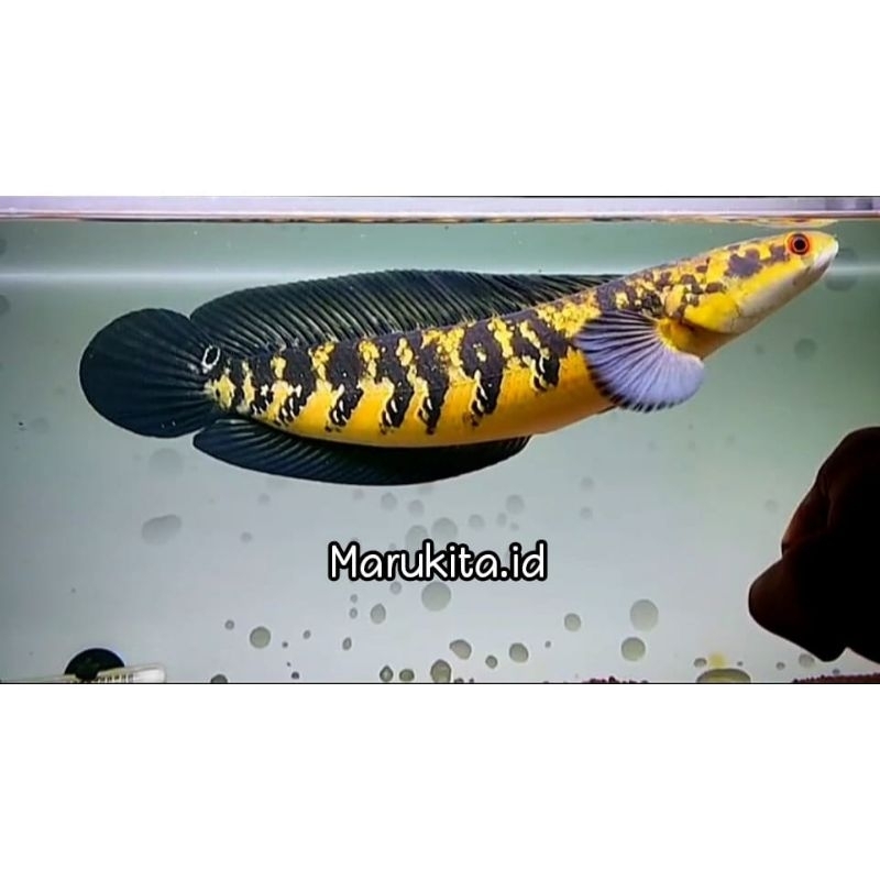 (C.O.D) yellow sentarum/ikan yellow sentarum atau ys 4-13cm free stiker