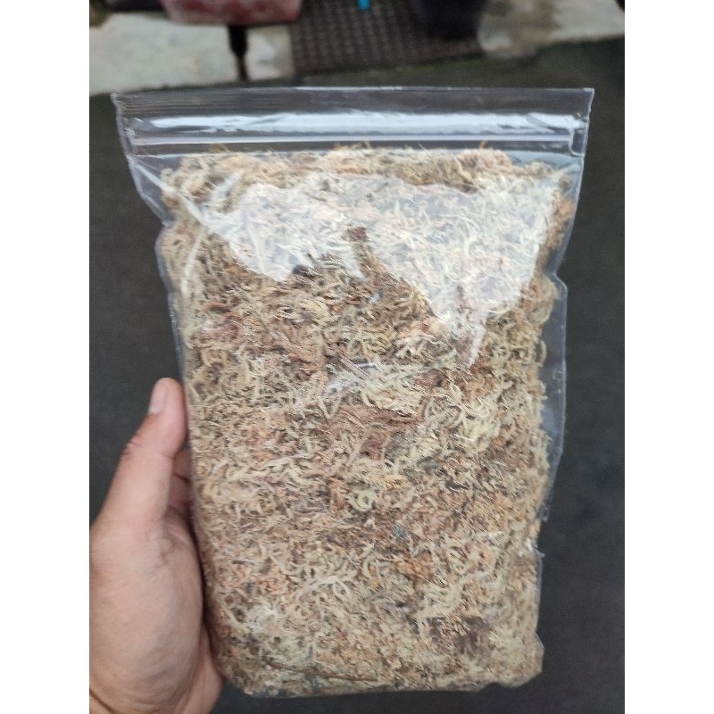 MOSS SPHAGNUM LOKAL , SPAGHNUM MOSS 50 GRAM BABY MONSTERA, MONSTERA, CALATHEA,SPAGHNUM PUTIH